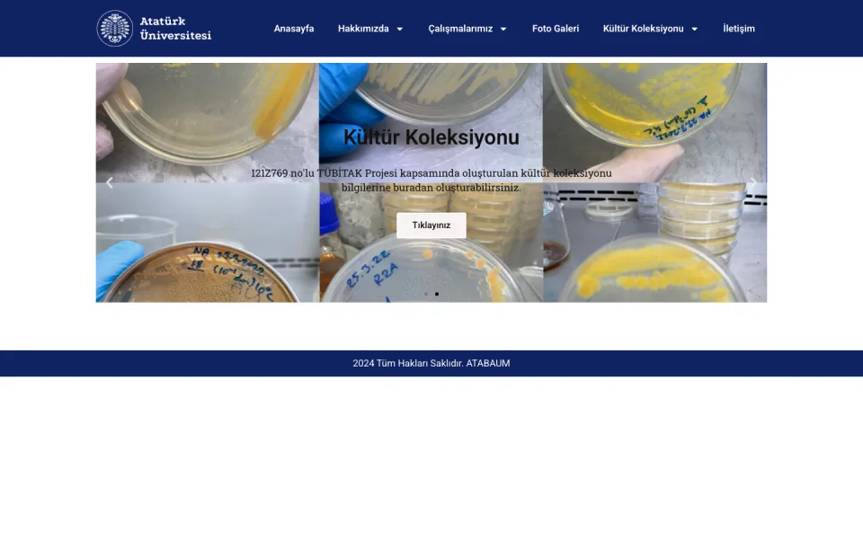 Atatürk Üniversitesi web sitesinin Kültür Koleksiyonu sayfası; ekranda farklı renklerde bakteri kültürlerinin bulunduğu petri kaplarının kolajı ve üzerinde 'Kültür Koleksiyonu' başlığı yer alıyor.